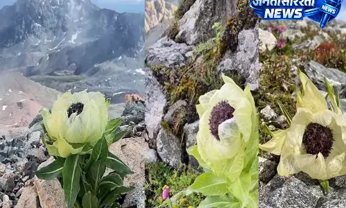 Snow Lotus: दुर्लभ फूल जो चरम मौसम में भी जीवित रहने की शक्ति रखता है जाने और भी फायदे Snow Lotus: दुर्लभ फूल जो चरम मौसम में भी जीवित रहने की शक्ति रखता है जाने और भी फायदे