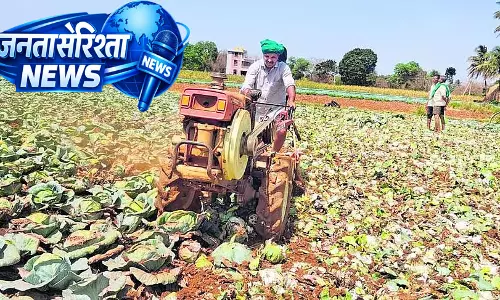 Belgaum : किसानों ने सब्जियां नष्ट कर दी Belgaum : किसानों ने सब्जियां नष्ट कर दी