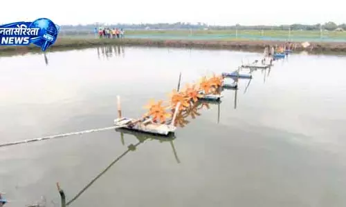 झींगा बांधों से Bhitarkanika पारिस्थितिकी तंत्र को खतरा झींगा बांधों से Bhitarkanika पारिस्थितिकी तंत्र को खतरा