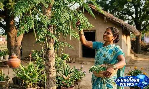 Moringa के पत्ते हमें ये अद्भुत स्वास्थ्य लाभ देंगे, हम इन्हें कई तरीकों से ले सकते हैं