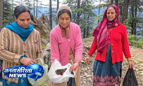 JAMMU: बारिश और नमी ने बढ़ाई ‘कुंडी’ की पैदावार JAMMU: बारिश और नमी ने बढ़ाई ‘कुंडी’ की पैदावार