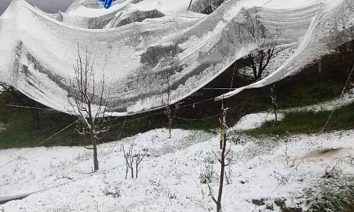 Himachal: राज्य कृषि विभाग ने नुकसान का आकलन शुरू किया Himachal: राज्य कृषि विभाग ने नुकसान का आकलन शुरू किया