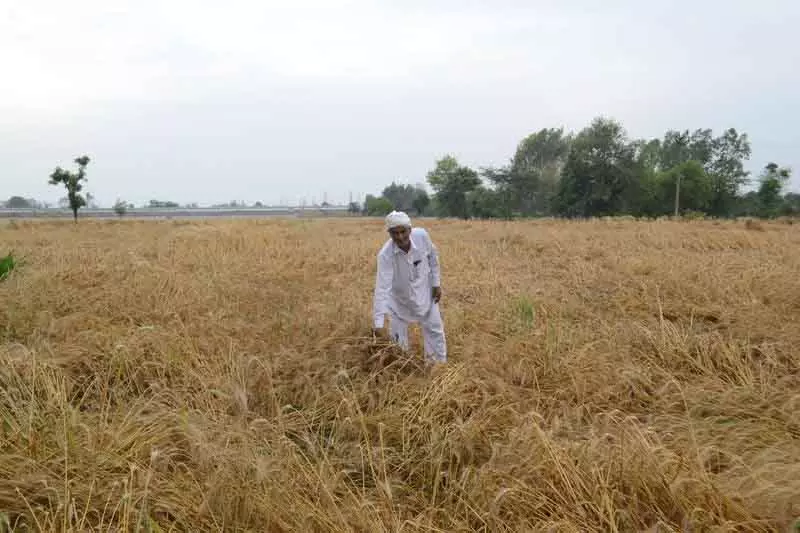 बारिश से गेहूं की कटाई में देरी, Haryana के किसान परेशान बारिश से गेहूं की कटाई में देरी, Haryana के किसान परेशान