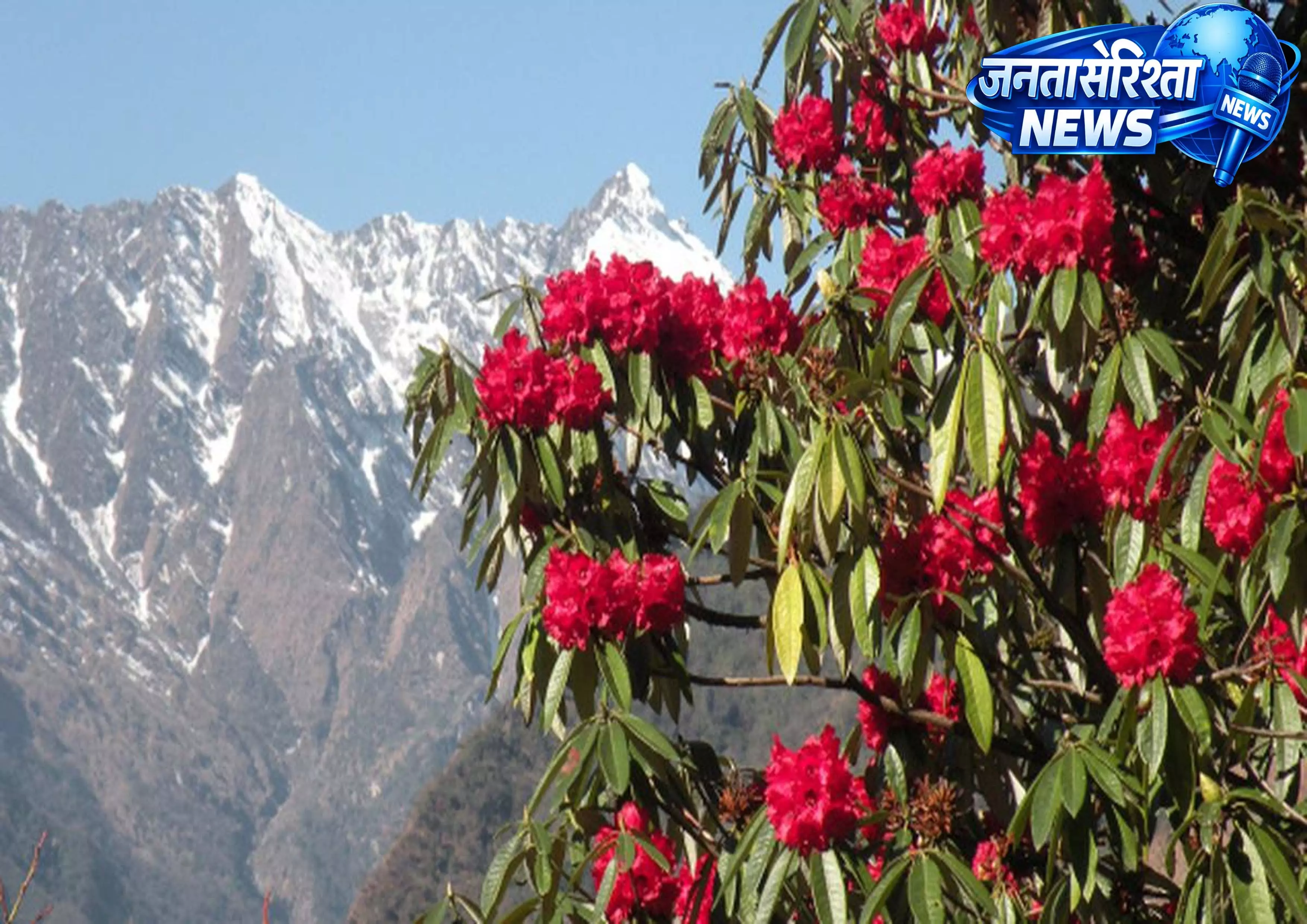 हिमालय में रोडोडेंड्रोन आर्बोरियम की खिलावट: प्रकृति का खूबसूरत या चेतावनी भरा संकेत? हिमालय में रोडोडेंड्रोन आर्बोरियम की खिलावट: प्रकृति का खूबसूरत या चेतावनी भरा संकेत?