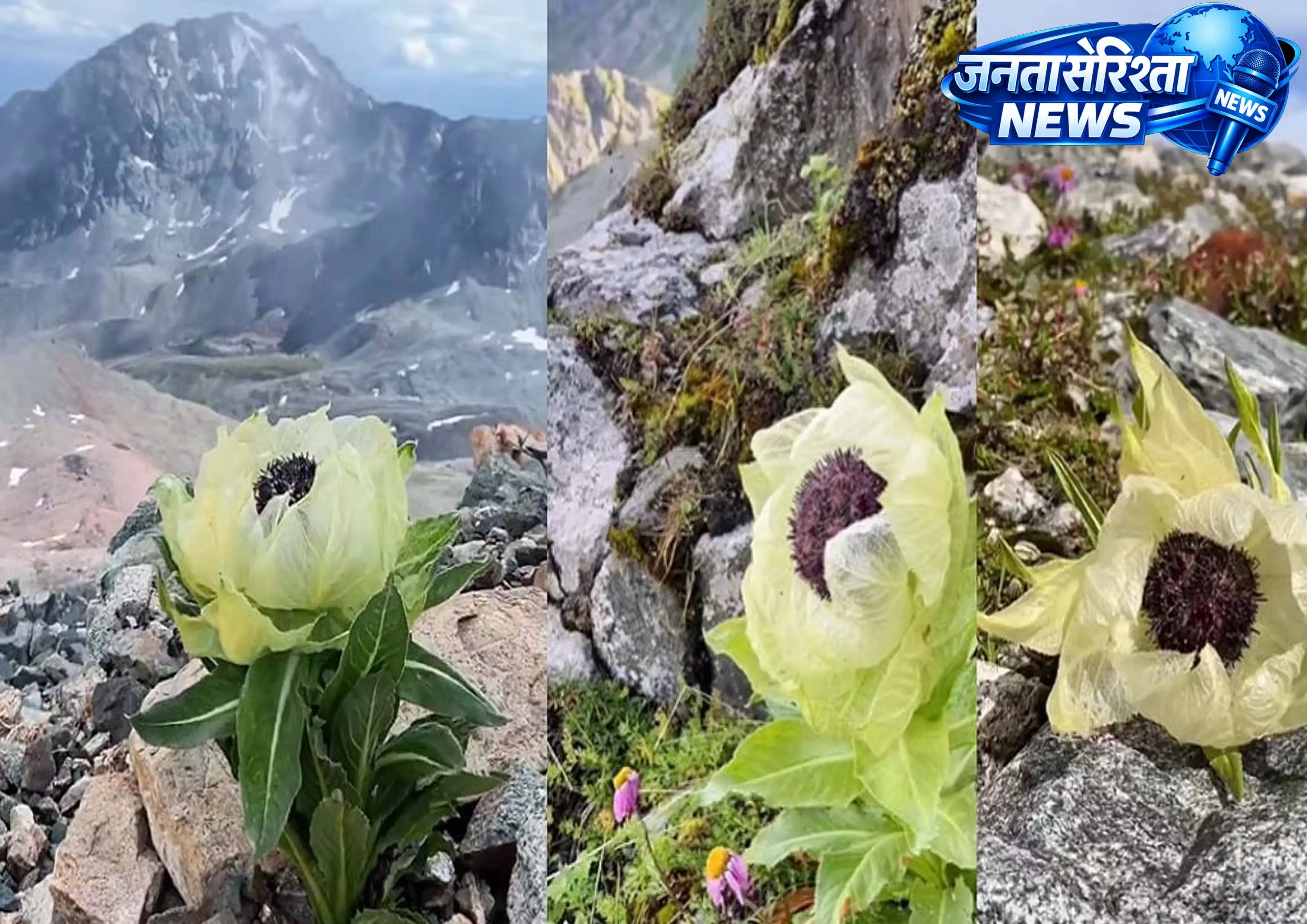 Snow Lotus: दुर्लभ फूल जो चरम मौसम में भी जीवित रहने की शक्ति रखता है जाने और भी फायदे Snow Lotus: दुर्लभ फूल जो चरम मौसम में भी जीवित रहने की शक्ति रखता है जाने और भी फायदे
