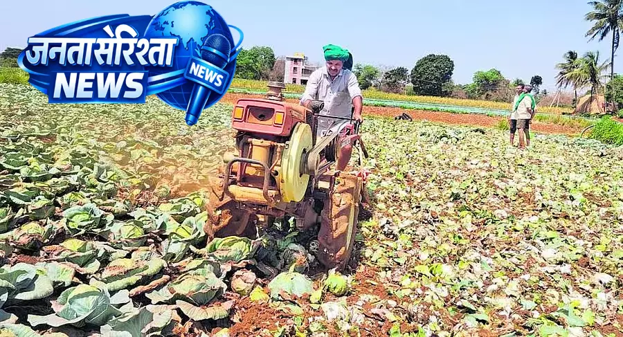 Belgaum : किसानों ने सब्जियां नष्ट कर दी Belgaum : किसानों ने सब्जियां नष्ट कर दी