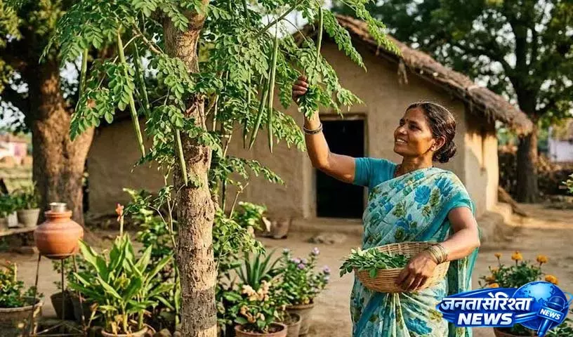 Moringa के पत्ते हमें ये अद्भुत स्वास्थ्य लाभ देंगे, हम इन्हें कई तरीकों से ले सकते हैं Moringa के पत्ते हमें ये अद्भुत स्वास्थ्य लाभ देंगे, हम इन्हें कई तरीकों से ले सकते हैं