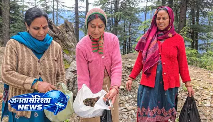 JAMMU: बारिश और नमी ने बढ़ाई ‘कुंडी’ की पैदावार JAMMU: बारिश और नमी ने बढ़ाई ‘कुंडी’ की पैदावार