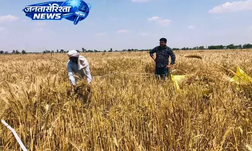 गेहूं की पैदावार का अनुमान: Haryana में क्रॉप कटिंग एक्सपेरिमेंट गेहूं की पैदावार का अनुमान: Haryana में क्रॉप कटिंग एक्सपेरिमेंट