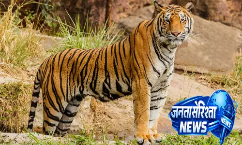 MP : सतपुड़ा टाइगर रिजर्व में बाघ ने ग्रामीण को मार डाला