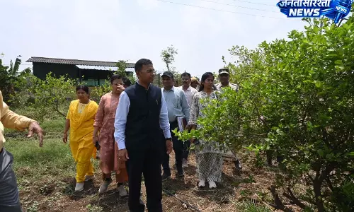 पाम ऑयल खेती को बढ़ावा, कलेक्टर ने कृषि विज्ञान केंद्र में दिए विस्तार के निर्देश पाम ऑयल खेती को बढ़ावा, कलेक्टर ने कृषि विज्ञान केंद्र में दिए विस्तार के निर्देश