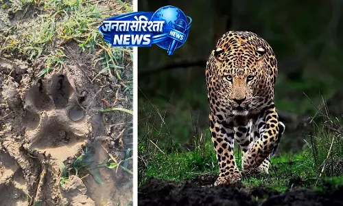Indore : सुला खेड़ी में तेंदुआ और उसके 2 बच्चे देखे जाने से लोगों में दहशत