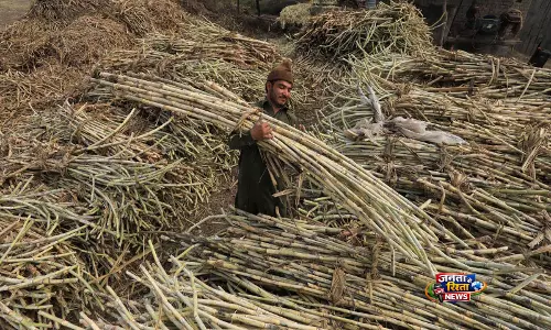 आर्थिक संकट के बीच Pakistan में चीनी की भारी किल्लत ने नीतिगत खामियों को किया उजागर आर्थिक संकट के बीच Pakistan में चीनी की भारी किल्लत ने नीतिगत खामियों को किया उजागर