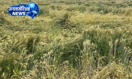 बेमौसम बारिश, Kangra में गेहूं की फसल खतरे में बेमौसम बारिश, Kangra में गेहूं की फसल खतरे में