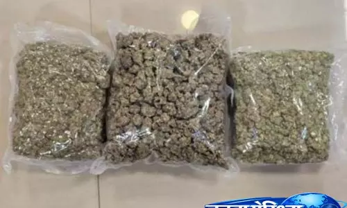 Hydroponic Cannabis तस्करी का भंडाफोड़: विदेश से ड्रग्स सप्लाई करने के आरोप में आरोपी गिरफ्तार