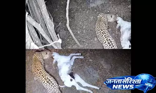 जिले में तीन महीने से CCTV में तेंदुआ दिख रहा