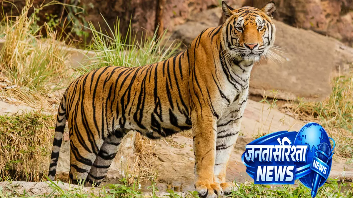 MP : सतपुड़ा टाइगर रिजर्व में बाघ ने ग्रामीण को मार डाला MP : सतपुड़ा टाइगर रिजर्व में बाघ ने ग्रामीण को मार डाला