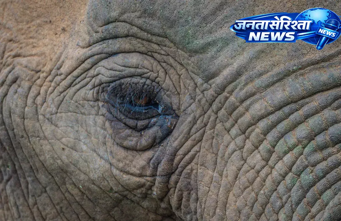Odisha : अंगुल में हाथी के हमले में महिला और उसकी नाबालिग बेटी की मौत Odisha : अंगुल में हाथी के हमले में महिला और उसकी नाबालिग बेटी की मौत