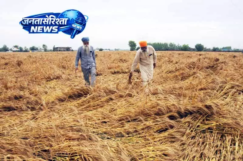 Punjab गेहूं खरीद में राजस्थान जैसी छूट की मांग करेगा Punjab गेहूं खरीद में राजस्थान जैसी छूट की मांग करेगा