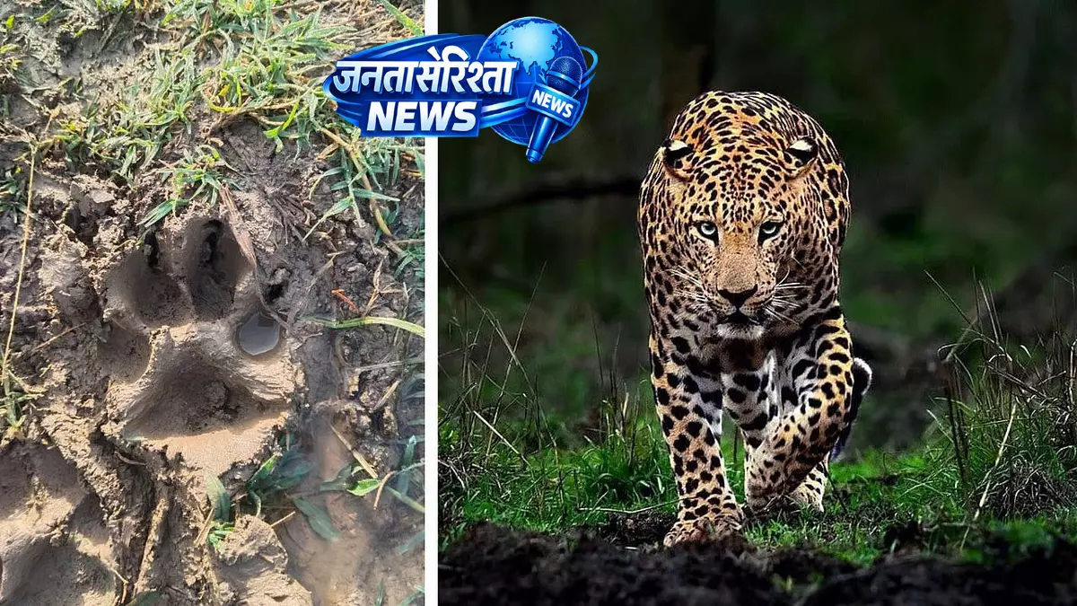 Indore : सुला खेड़ी में तेंदुआ और उसके 2 बच्चे देखे जाने से लोगों में दहशत Indore : सुला खेड़ी में तेंदुआ और उसके 2 बच्चे देखे जाने से लोगों में दहशत