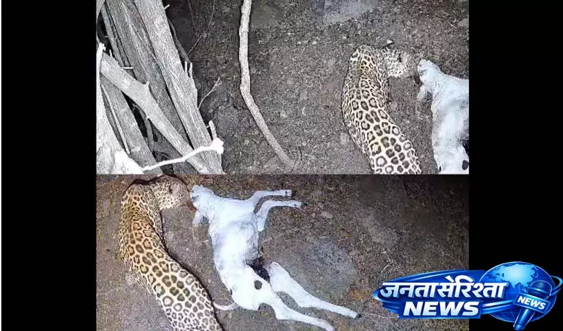 जिले में तीन महीने से CCTV में तेंदुआ दिख रहा जिले में तीन महीने से CCTV में तेंदुआ दिख रहा