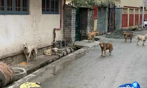Sopore में आवारा कुत्तों के हमले में लड़की की मौत Sopore में आवारा कुत्तों के हमले में लड़की की मौत