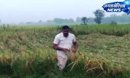 Bhopal बेमौसम बारिश से रबी फसल को भारी नुकसान