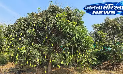 Yadgir : आम की पैदावार घटने की आशंका