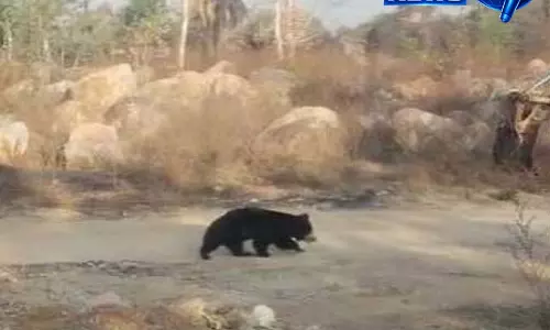 NH-30 पर दिखा भालू, सड़क पार करते समय थमे वाहनों के पहिए