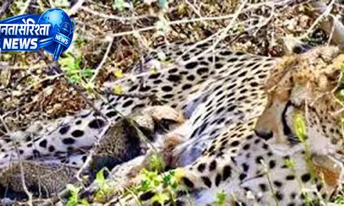 Kuno National Park. में मादा चीता ने दिए चार शावकों को जन्म Kuno National Park. में मादा चीता ने दिए चार शावकों को जन्म