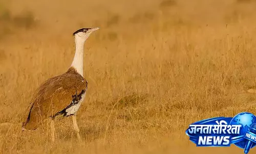 Rajasthan: जैसलमेर में ग्रेट इंडियन बस्टर्ड ने नेचुरल ब्रीडिंग शुरू की