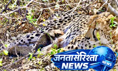 कूनो नेशनल पार्क में खुशखबरी: भारतीय मूल की चीता ‘गामिनी’ ने 4 शावकों को दिया जन्म