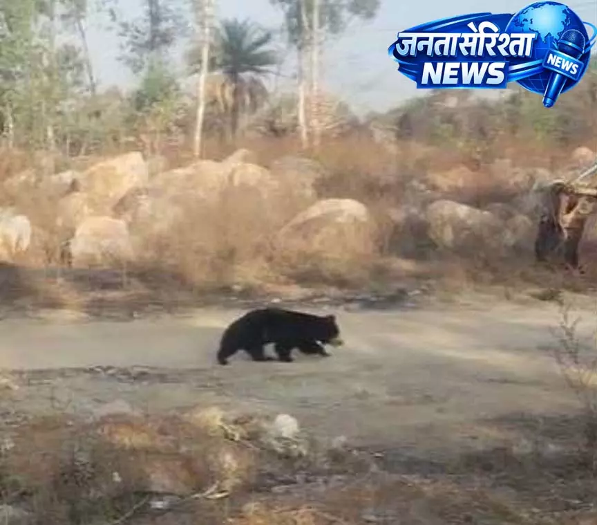 NH-30 पर दिखा भालू, सड़क पार करते समय थमे वाहनों के पहिए NH-30 पर दिखा भालू, सड़क पार करते समय थमे वाहनों के पहिए