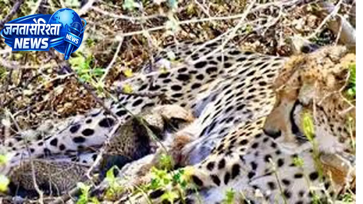 Kuno National Park. में मादा चीता ने दिए चार शावकों को जन्म Kuno National Park. में मादा चीता ने दिए चार शावकों को जन्म