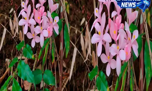 Assam में 111 साल बाद फिर से मिला दुर्लभ पौधा