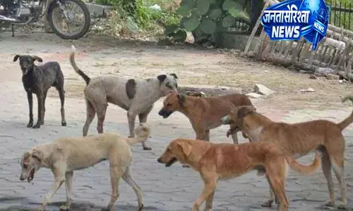 नूह गांव में कुत्ते ने आदमी को काटा, घायल