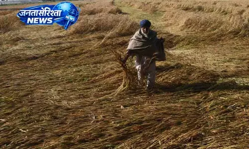 Punjab में गेहूं फसल को बड़ा नुकसान