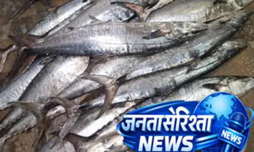 हिमाचल: मछुआरों को सुक्खू सरकार का तोहफा, जलाशयों की मछलियों के लिए एमएसपी तय हिमाचल: मछुआरों को सुक्खू सरकार का तोहफा, जलाशयों की मछलियों के लिए एमएसपी तय