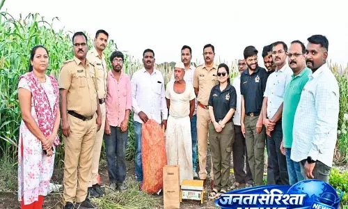 Pune Crime: शिरुर तालुका में गन्ने के खेतों में अफीम की खेती मिली Pune Crime: शिरुर तालुका में गन्ने के खेतों में अफीम की खेती मिली