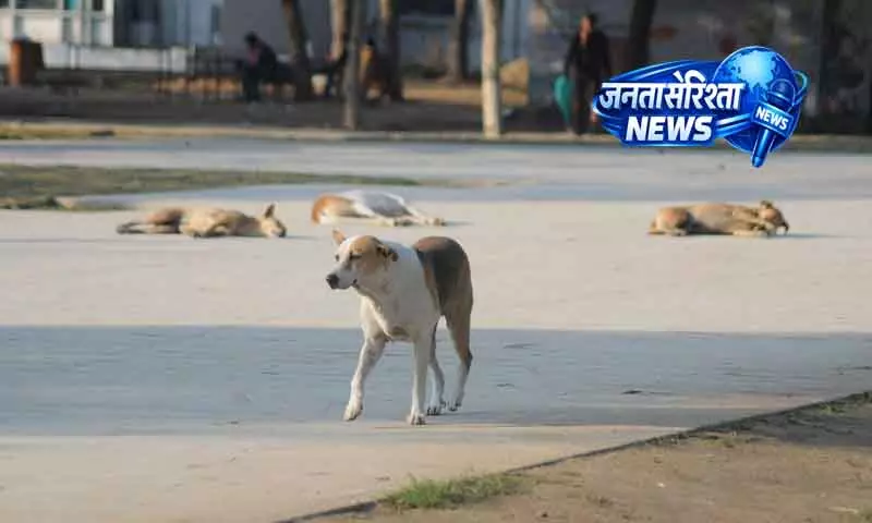 Sirsa गांव में आवारा कुत्तों के हमले में 9 साल का बच्चा घायल Sirsa गांव में आवारा कुत्तों के हमले में 9 साल का बच्चा घायल