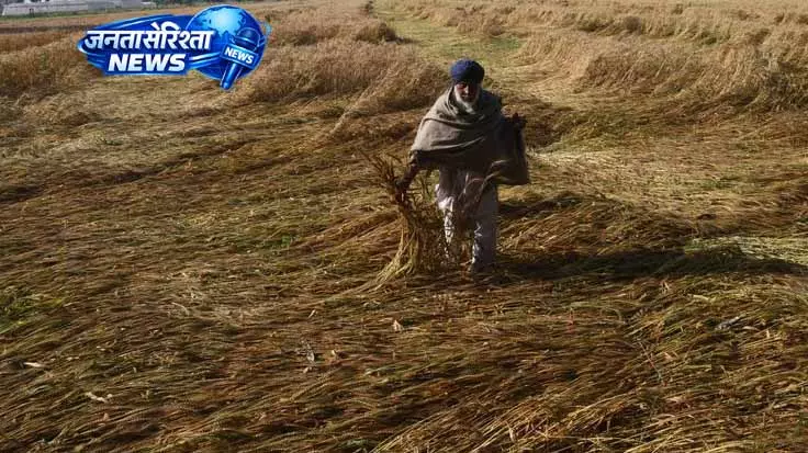 Punjab में गेहूं फसल को बड़ा नुकसान Punjab में गेहूं फसल को बड़ा नुकसान