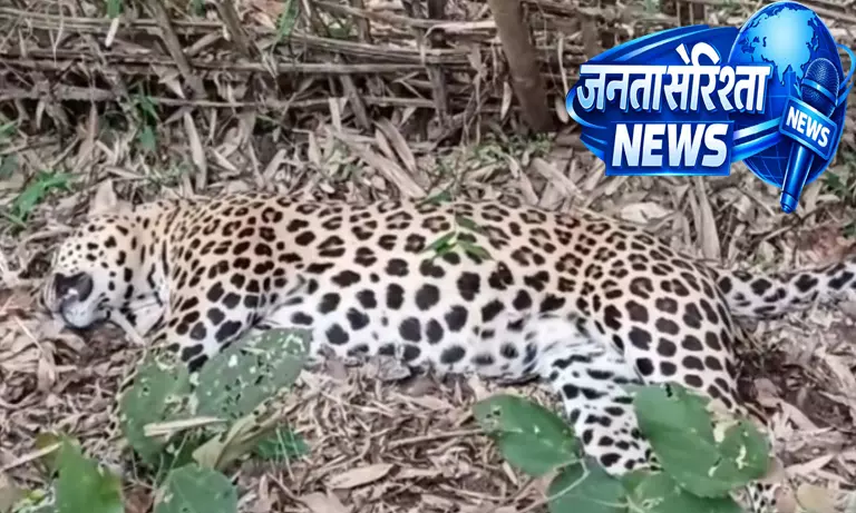 Assam : डिब्रूगढ़ में तेंदुए का शव मिला, जहर देने का शक Assam : डिब्रूगढ़ में तेंदुए का शव मिला, जहर देने का शक