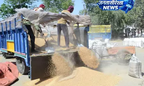 गेहूं की घटती पैदावार से Haryana के किसानों में चिंता बढ़ी