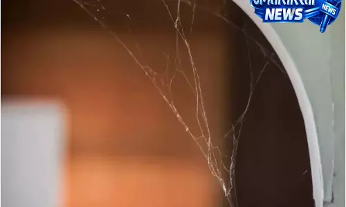 गर्मियों में घर से मकड़ी के जाले कैसे हटाएं? जानें