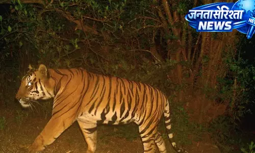 Karad: सह्याद्री टाइगर रिजर्व में नए टाइगर ‘रानोजी’ के आने के साथ बाघों की संख्या 10 हुई Karad: सह्याद्री टाइगर रिजर्व में नए टाइगर ‘रानोजी’ के आने के साथ बाघों की संख्या 10 हुई
