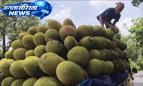 दूसरे राज्यों में भारी मांग, Kerala से बड़ी मात्रा में इडियन कटहल