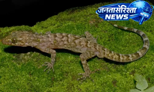 Assam : कोकराझार जिले में मुड़े हुए पंजे वाली छिपकली की नई प्रजाति मिली