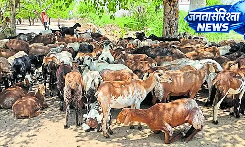 Wadagera : लोग और जानवर हीटस्ट्रोक से परेशान Wadagera : लोग और जानवर हीटस्ट्रोक से परेशान