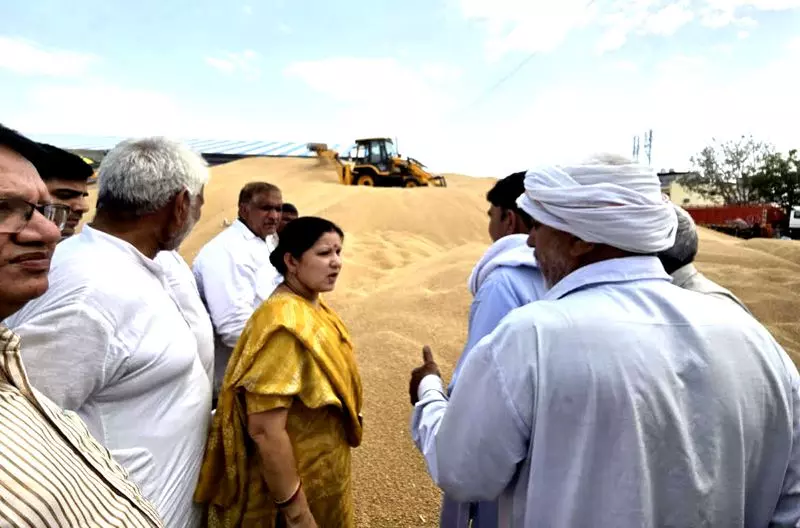 Haryana: झज्जर की मंडियों में भारी आवक के बीच गेहूं का उठान धीमा Haryana: झज्जर की मंडियों में भारी आवक के बीच गेहूं का उठान धीमा