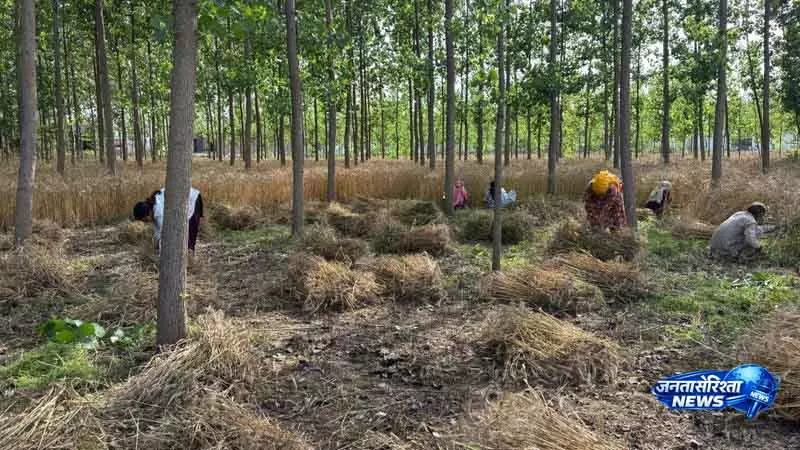 Yamunanagar में मौसम साफ होने पर गेहूं की कटाई में तेजी आई Yamunanagar में मौसम साफ होने पर गेहूं की कटाई में तेजी आई